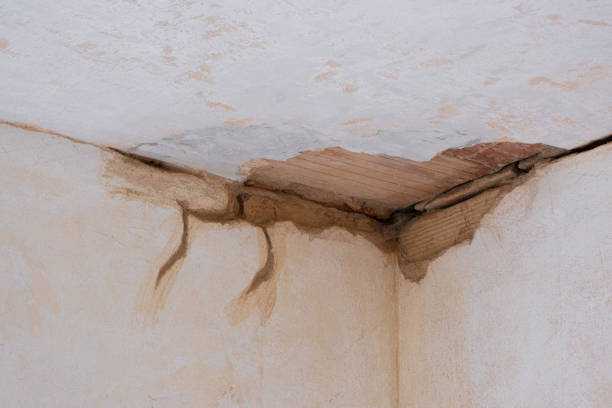 Best Mold removal after water damage  in Eleanor, WV